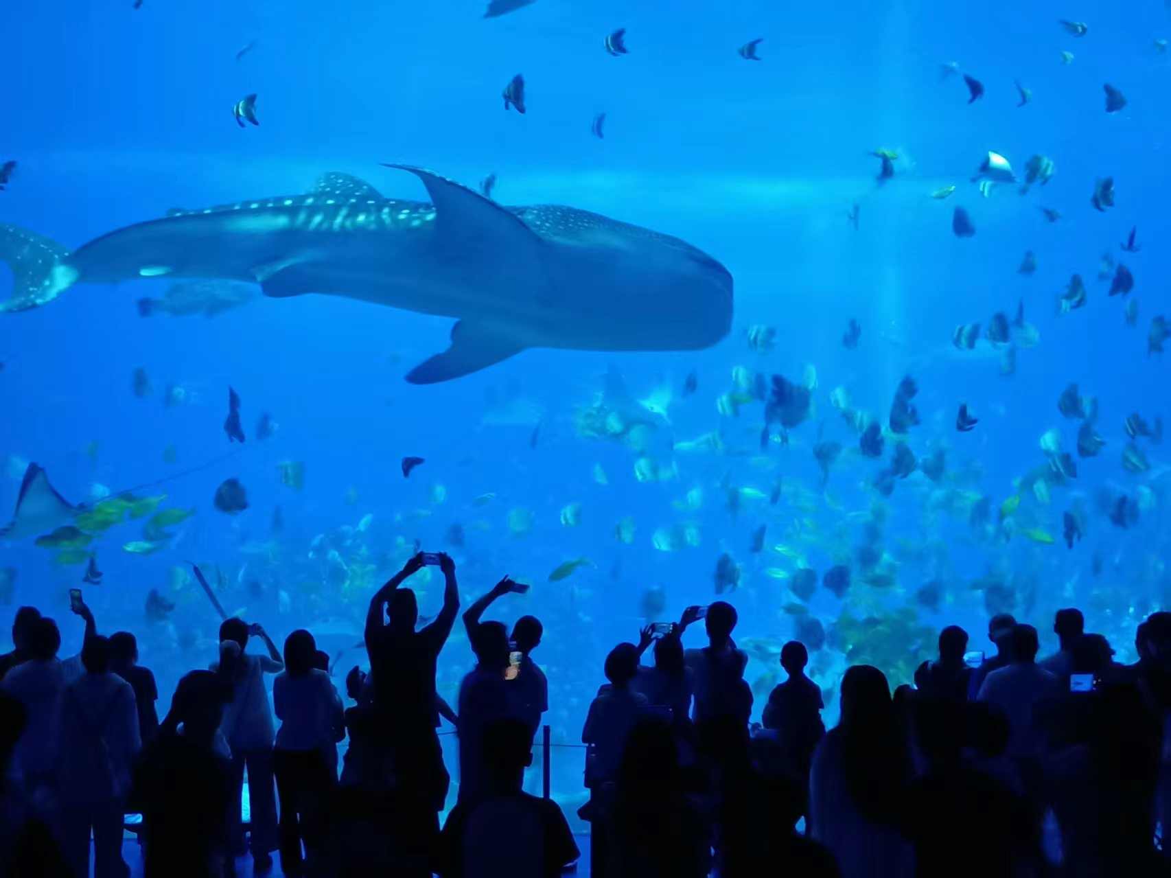 广东海洋乐园多元体验 探索海洋与自然的深层联系 - 风彩百游资讯网