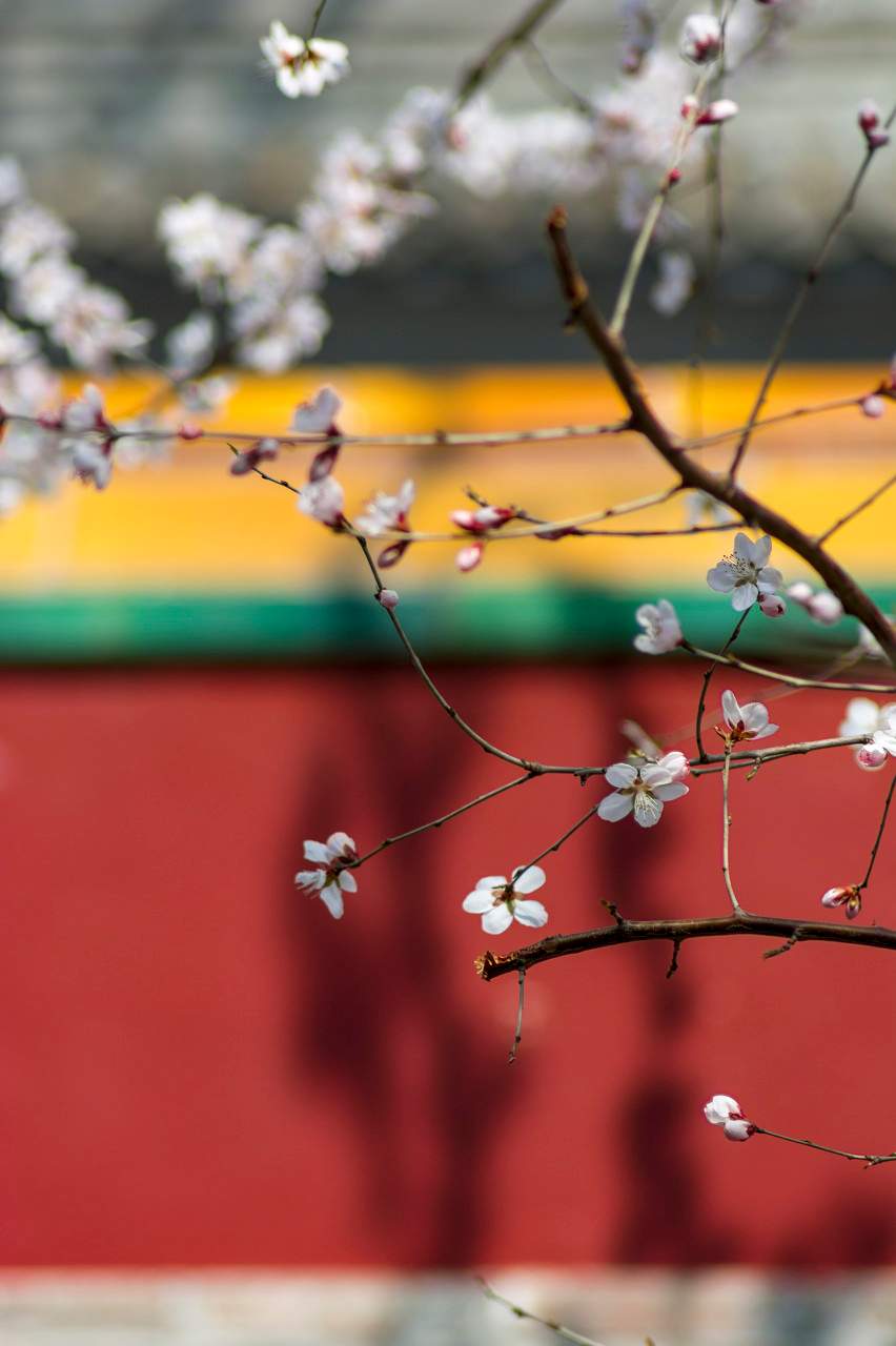 浙南立春习俗：樟木烟火‘燂春’迎新春 - 风彩百游资讯网