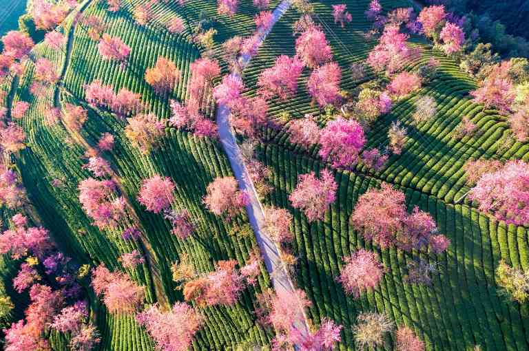 立春：寒意未尽，春意初萌的节气序章 - 风彩百游资讯网