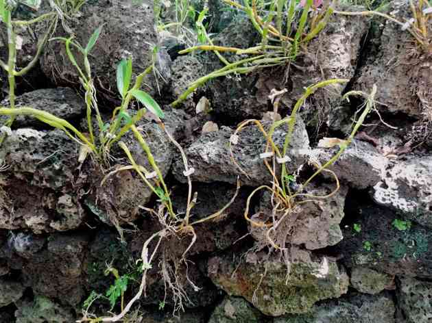 海南乡村振兴特色产业案例解析(图1)