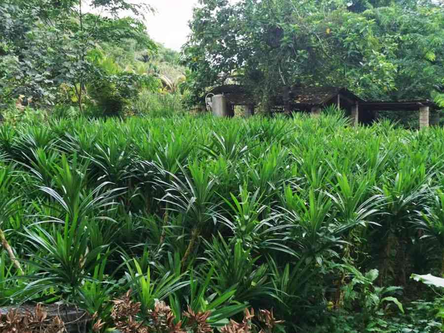 海南乡村振兴特色产业案例解析(图2)