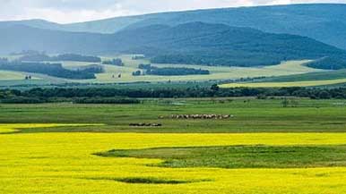 内蒙古草原文化风采｜非遗保护与考古发现全攻略 - 风彩百游资讯网