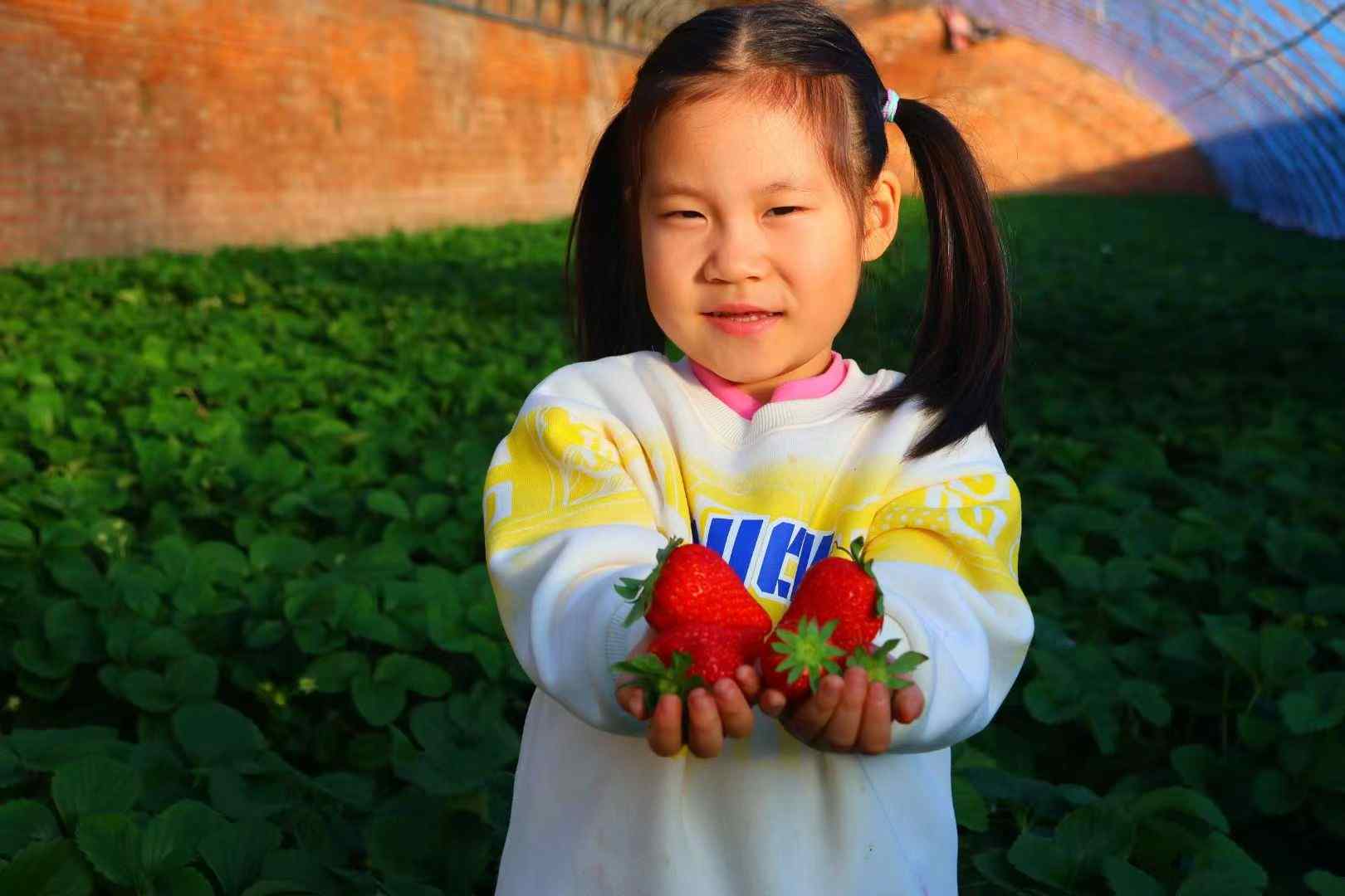 草莓甜了好日子｜昌平辛庄入画来全攻略 - 风彩百游资讯网