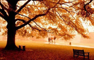 你未曾领略的秋色之美｜自然诗意全攻略(图3)