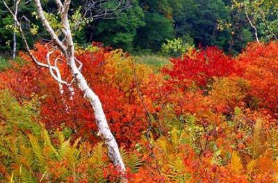 你未曾领略的秋色之美｜自然诗意全攻略(图2)