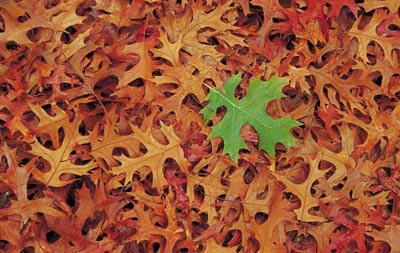 你未曾领略的秋色之美｜自然诗意全攻略(图9)