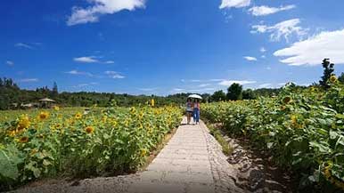 厦门翔安乡村振兴全攻略｜文化赋能艺术助力产业转型 - 风彩百游资讯网