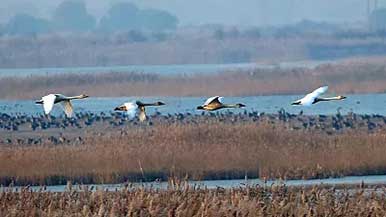 黄河入海口｜山东鸟类国际机场全攻略 - 风彩百游资讯网