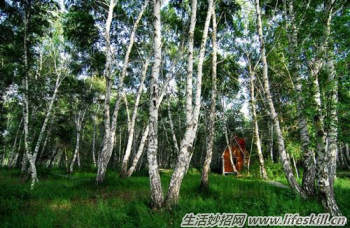 驴友必备的六种救命草｜野外生存实用指南(图5)