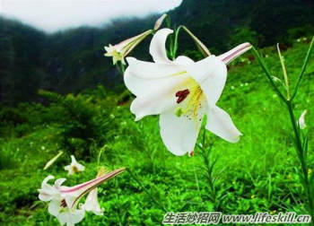 驴友必备的六种救命草｜野外生存实用指南(图6)