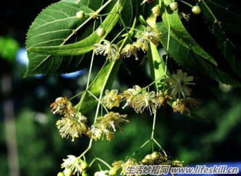 驴友必备的六种救命草｜野外生存实用指南(图3)