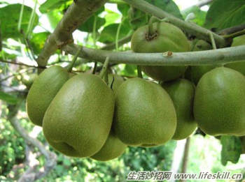 驴友必备的六种救命草｜野外生存实用指南(图4)