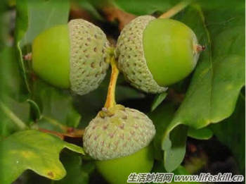 驴友必备的六种救命草｜野外生存实用指南(图2)