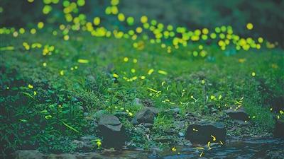 萤火虫旅游兴起｜青神县生态修复与乡村振兴