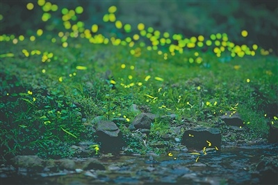 萤火虫旅游兴起｜青神县生态修复与乡村振兴全攻略(图1)